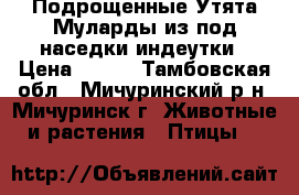  Подрощенные Утята-Муларды из под наседки индеутки › Цена ­ 130 - Тамбовская обл., Мичуринский р-н, Мичуринск г. Животные и растения » Птицы   
